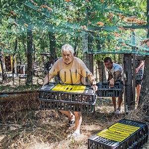 Нови 1000 фазана ще бъдат разселени от ловците в Хасково