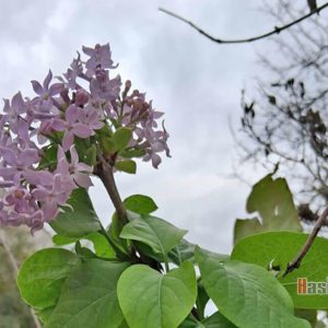 Снимка на деня: Ноемврийски люляк